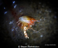 The pearler by Stepan Reshetnikov 